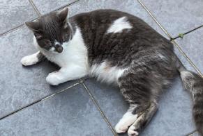 Vermisstmeldung Katze Weiblich , 3 jahre Halle Belgien