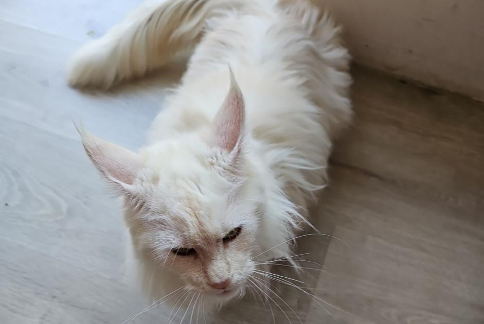 Vermisstmeldung Katze  Weiblich , 2 jahre Theux Belgien