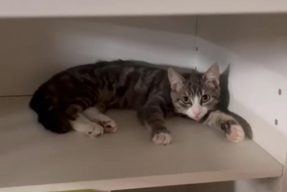 Vermisstmeldung Katze Männliche , 1 jahre Anderlecht Belgien