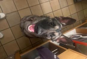 Fundmeldung Hund  Weiblich Châtelet Belgien