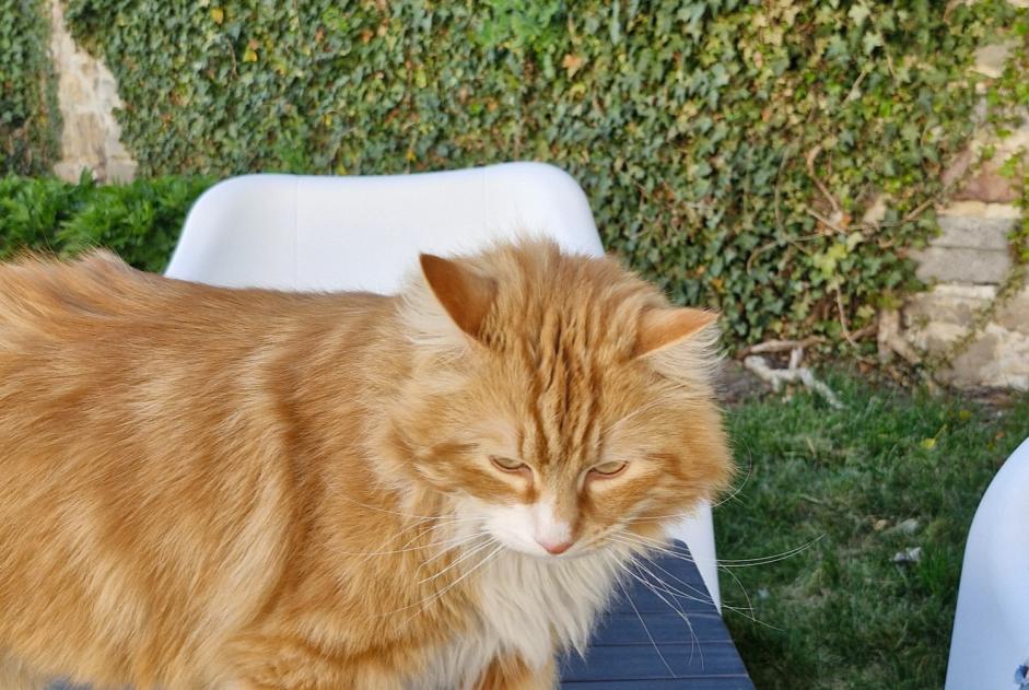 Vermisstmeldung Katze rassenmischung Männliche , 4 jahre Binche Belgien