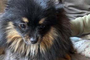 Fundmeldung Hund  Weiblich Châtelet Belgien