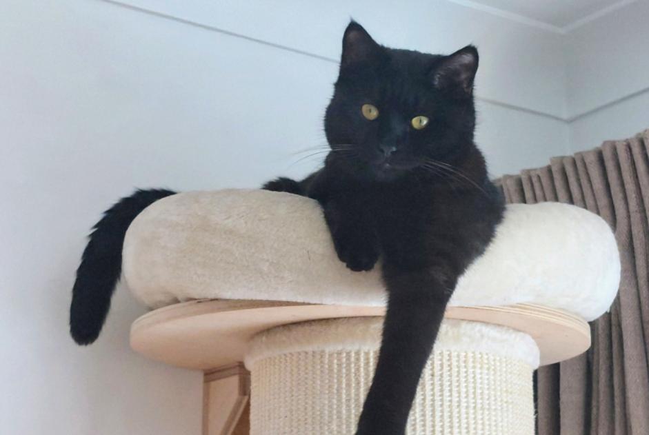 Vermisstmeldung Katze Männliche , 1 jahre Molenbeek-Saint-Jean Belgien