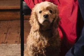 Vermisstmeldung Hund  Männliche , 5 jahre Ciney Belgien