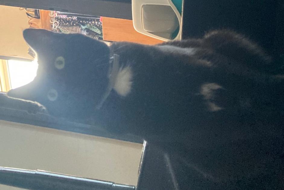 Disappearance alert Cat  Female , 8 years Soignies Belgium