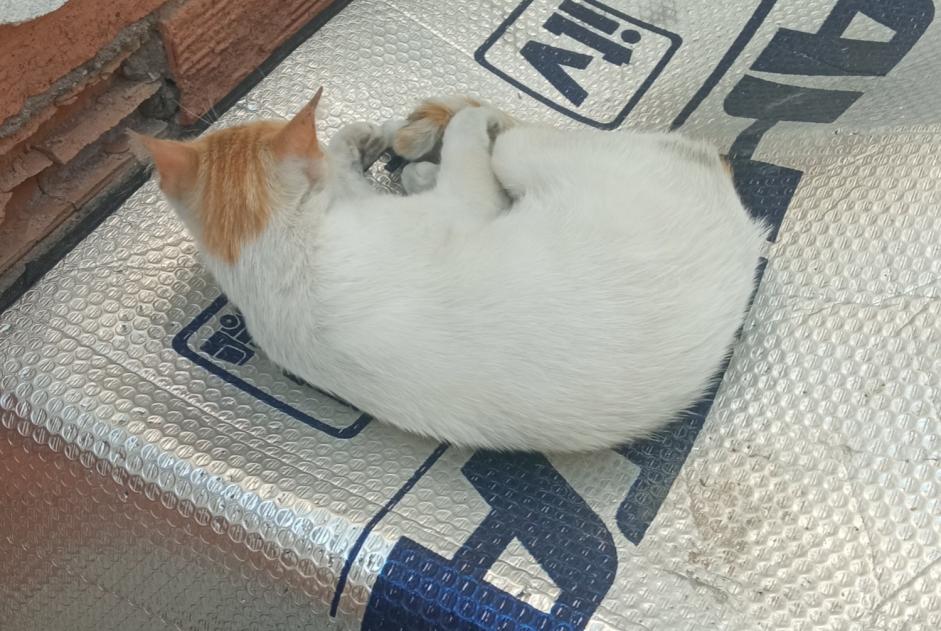 Disappearance alert Cat Female , 4 years Murcia Spain