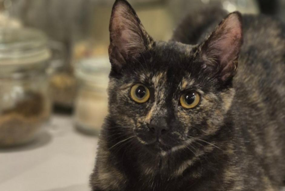 Disappearance alert Cat miscegenation Female , 1 years Braine-le-Comte Belgium