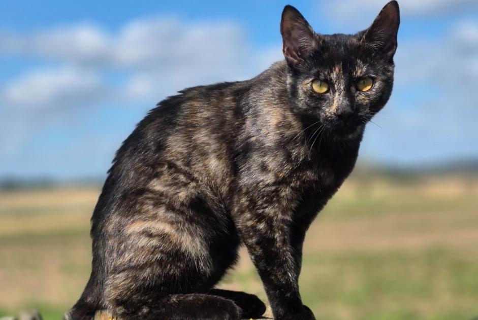 Disappearance alert Cat miscegenation Female , 1 years Braine-le-Comte Belgium