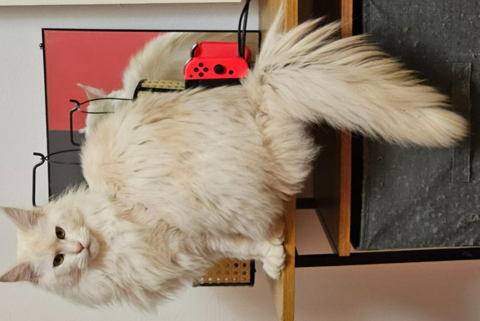 Disappearance alert Cat  Female , 2 years Theux Belgium