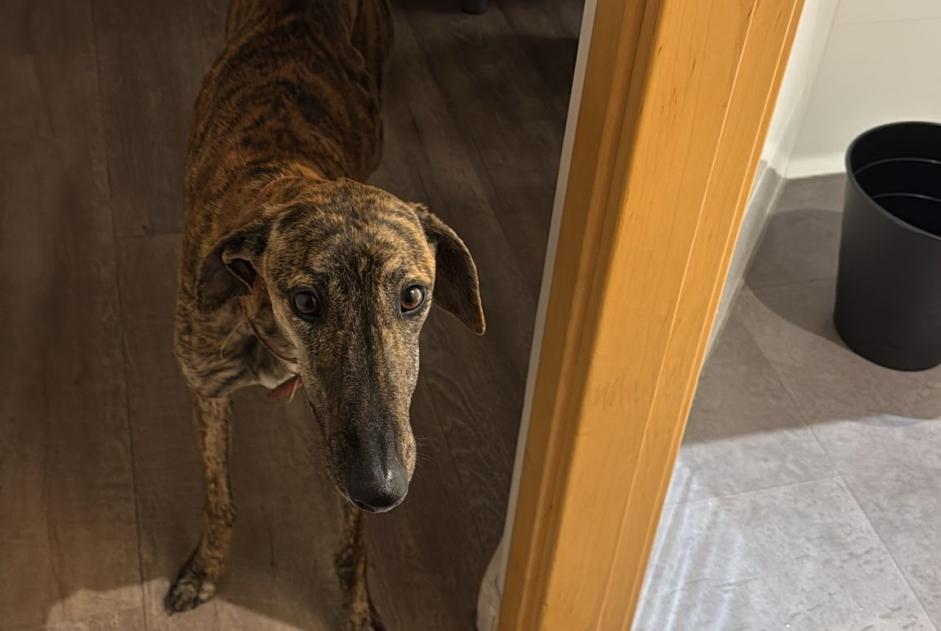 Discovery alert Dog  Female , 1 year Madrid Spain