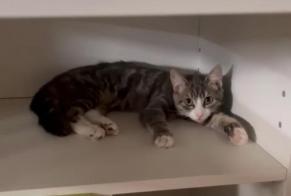 Disappearance alert Cat Male , 1 years Anderlecht Belgium