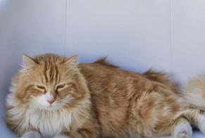 Disappearance alert Cat miscegenation Male , 4 years Binche Belgium