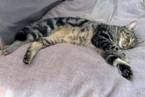 Disappearance alert Cat Male , 5 years Anhée Belgium