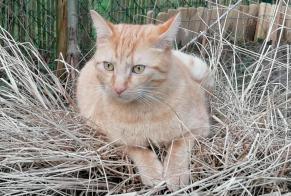 Disappearance alert Cat miscegenation Male , 4 years Wavre Belgium
