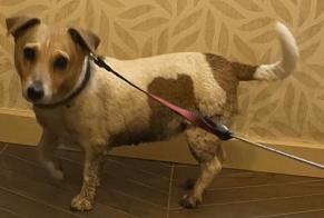 Discovery alert Dog  Female Estinnes Belgium