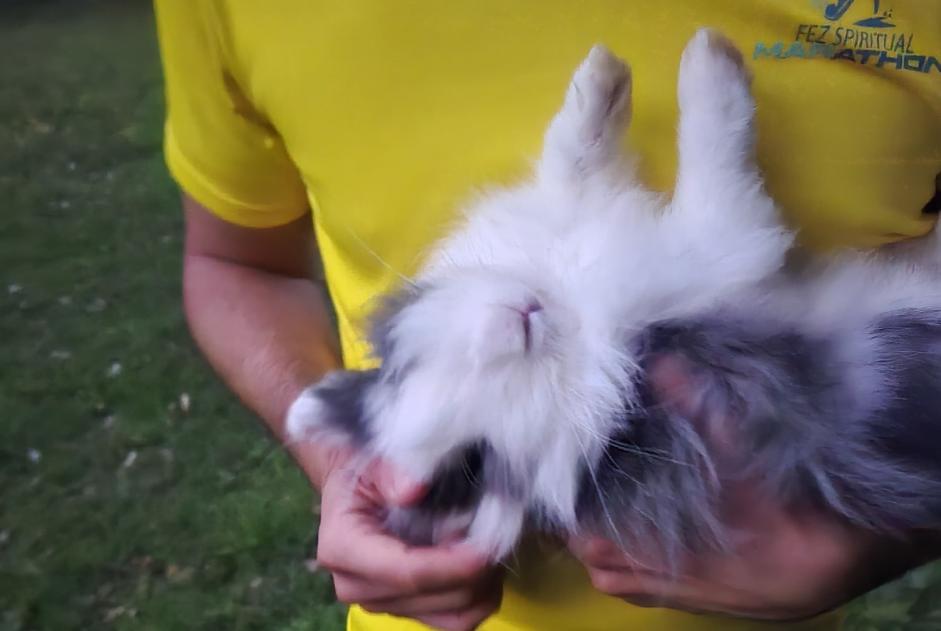 Discovery alert Rabbit Female Woluwe-Saint-Pierre Belgium