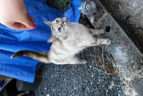Discovery alert Cat Female Colfontaine Belgium