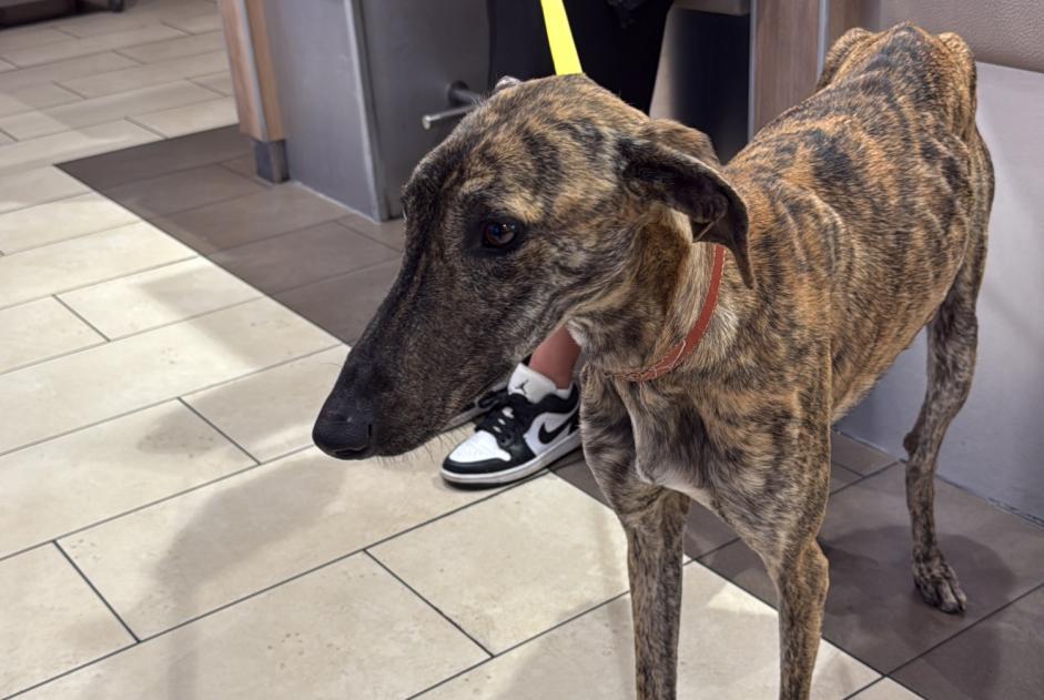 Alerta de Hallazgo Perro  Hembra , 1 año Madrid España