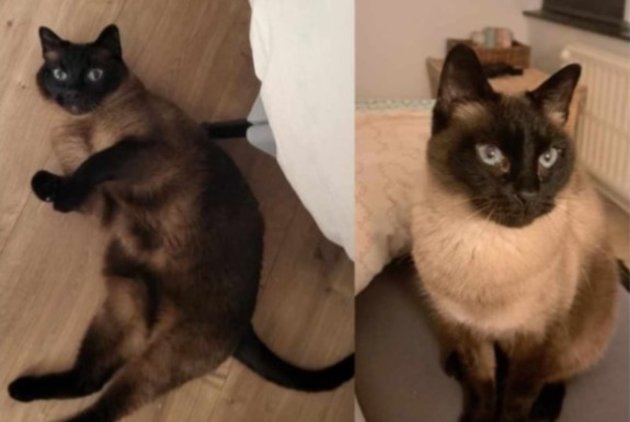 Alerta de Desaparición Gato  Macho , 13 años Verviers Bélgica