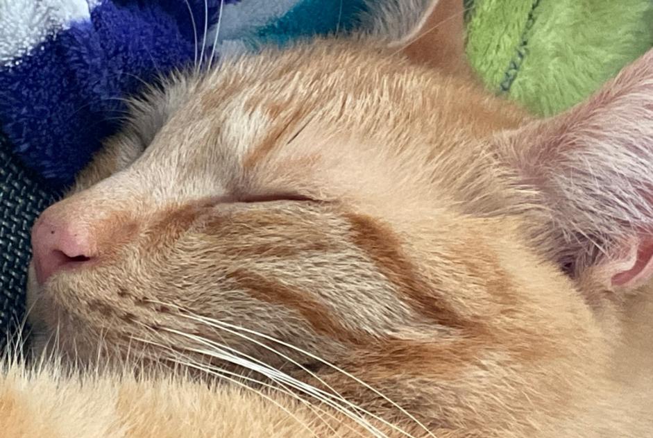 Alerta de Desaparición Gato cruce Macho , 4 años Wavre Bélgica