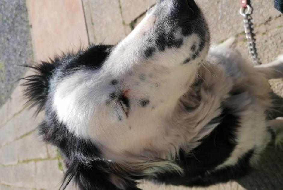 Alerta de Desaparición Perro  Hembra , 6 años Lontzen Bélgica