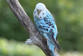 Alerta de Hallazgo Pájaro Desconocido Esneux Bélgica