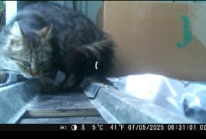 Alerta de Hallazgo Gato Desconocido Péruwelz Bélgica