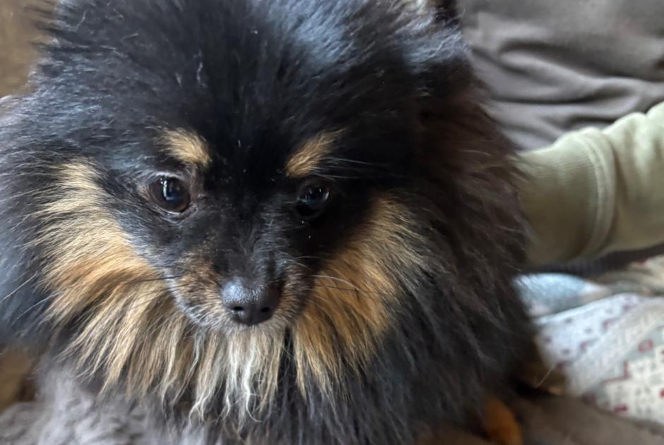 Alerta de Hallazgo Perro  Hembra Châtelet Bélgica