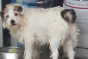 Alerta de Desaparición Perro  Macho , 11 años Lorca España