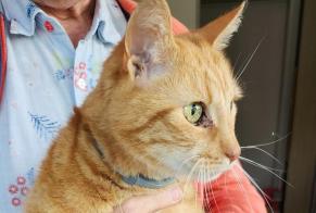 Alerta de Hallazgo Gato Macho Sombreffe Bélgica