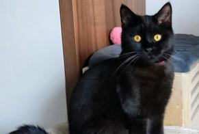 Alerta de Desaparición Gato Macho , 1 años Molenbeek-Saint-Jean Bélgica