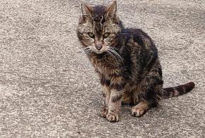 Alerta de Hallazgo Gato Hembra , Entre 7 y 9 meses La Louvière Bélgica