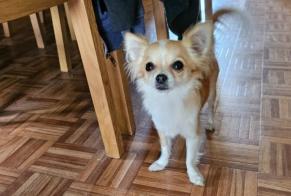 Alerta de Desaparición Perro  Hembra , 2 años Dilbeek Bélgica