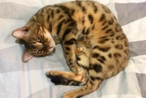 Alerta de Desaparición Gato  Macho , 4 años Ans Bélgica