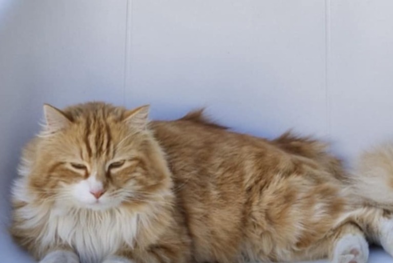 Alerte Disparition Chat croisement Mâle , 4 ans Binche Belgique