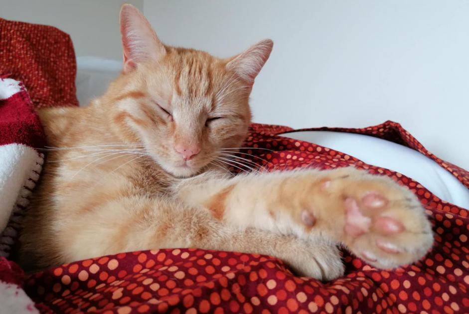 Alerte Disparition Chat croisement Mâle , 4 ans Wavre Belgique