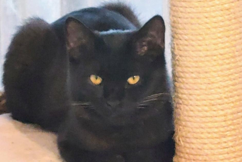 Alerte Disparition Chat Mâle , 1 ans Molenbeek-Saint-Jean Belgique