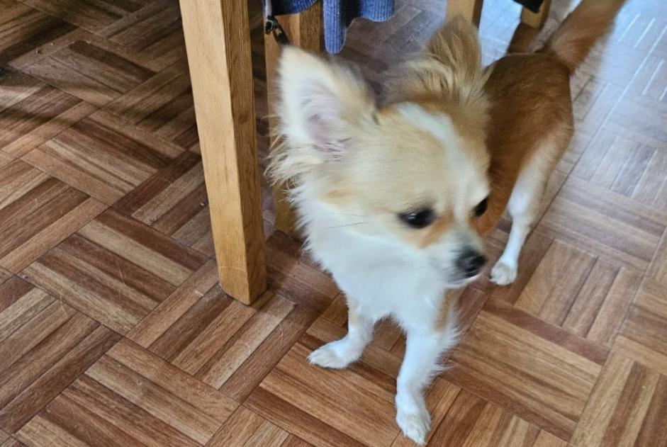 Alerte Disparition Chien  Femelle , 2 ans Dilbeek Belgique
