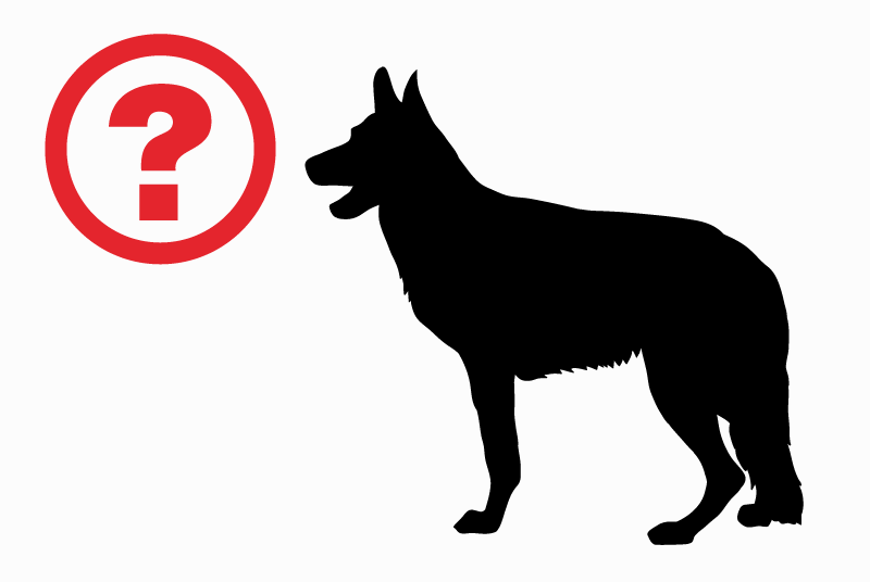 Alerte Découverte Chien Inconnu , Entre 7 et 9 mois Perpignan France