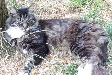 Avviso scomparsa Gatto  Maschio , 15 anni La Grange des Champs Belgio
