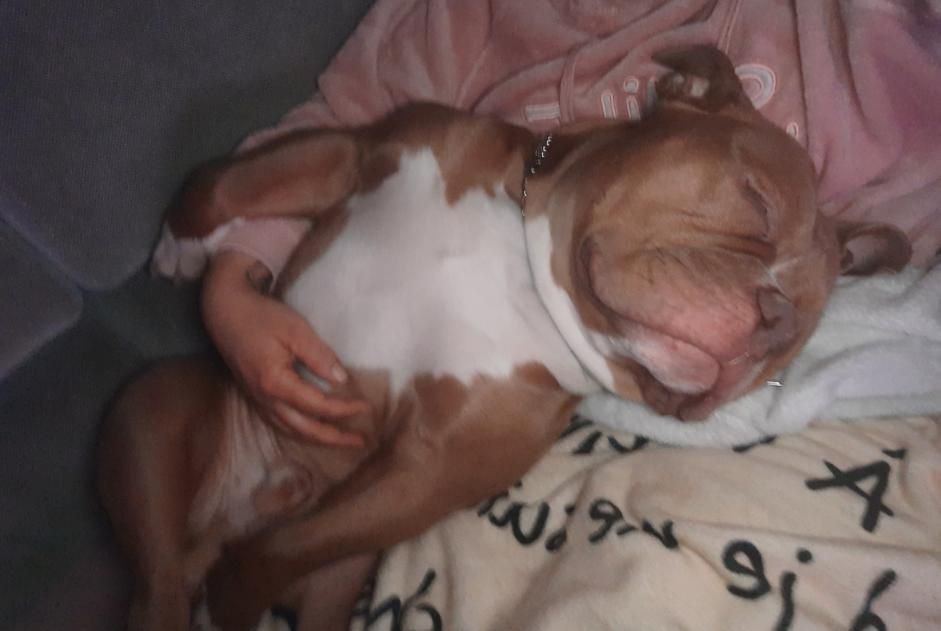 Avviso scomparsa Cane incrocio di razze Maschio , 4 anni Marchin Belgio