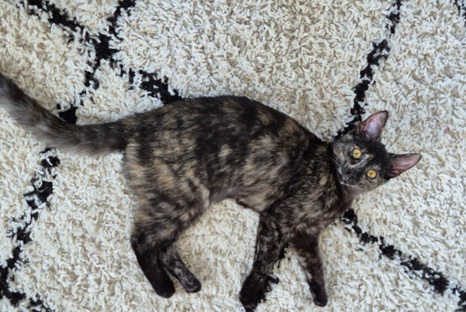 Avviso scomparsa Gatto incrocio di razze Femmina , 1 anni Braine-le-Comte Belgio