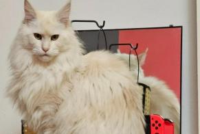 Avviso scomparsa Gatto  Femmina , 2 anni Theux Belgio