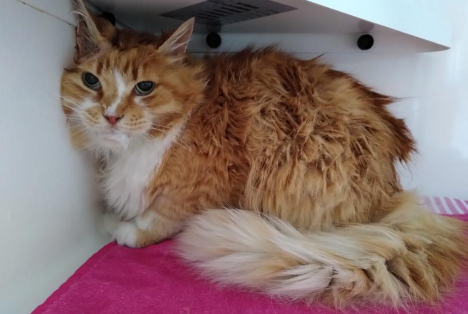 Avviso Ritrovamento Gatto incrocio di razze Maschio Anderlecht Belgio