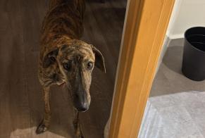 Ontdekkingsalarm Hond  Vrouwtje , 1 jaar Madrid Spanje