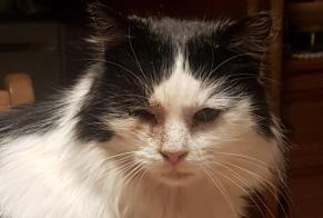 Alerta desaparecimento Gato cruzamento Macho , 9 anos Tubize Belgium