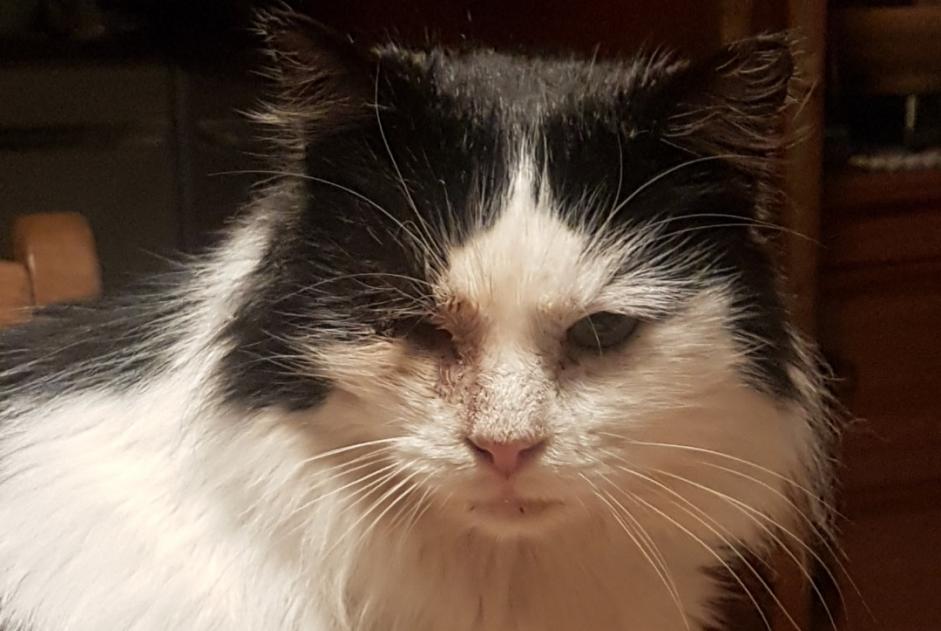 Alerta desaparecimento Gato cruzamento Macho , 9 anos Tubize Belgium