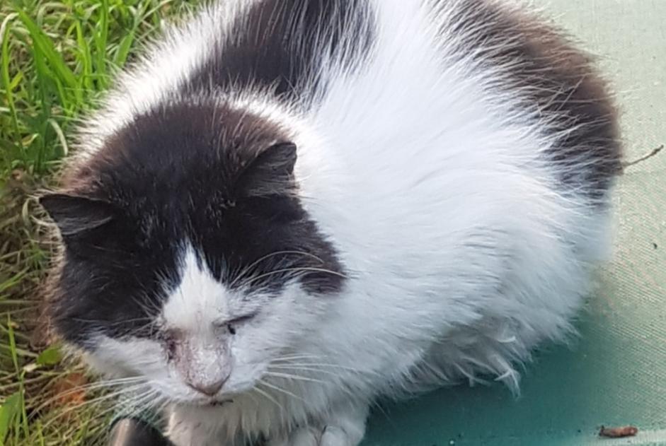 Alerta desaparecimento Gato cruzamento Macho , 9 anos Tubize Belgium