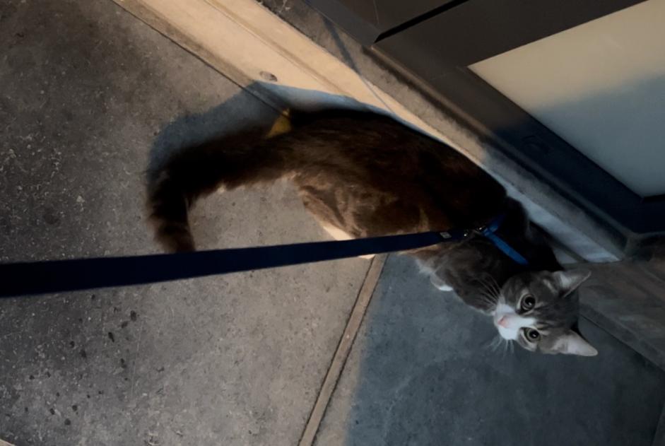 Alerta desaparecimento Gato Macho , 1 anos Anderlecht Belgium