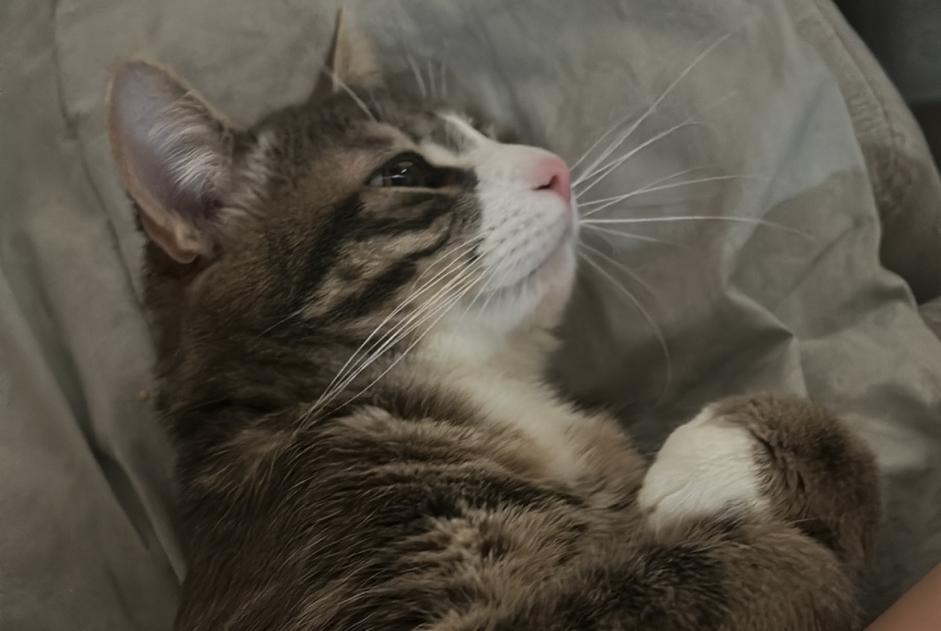 Alerta desaparecimento Gato Macho , 1 anos Anderlecht Belgium